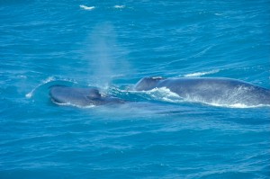 Ballena Azul, el juego que conduce al suicidio Ballena Azul, el juego que conduce al suicidio
