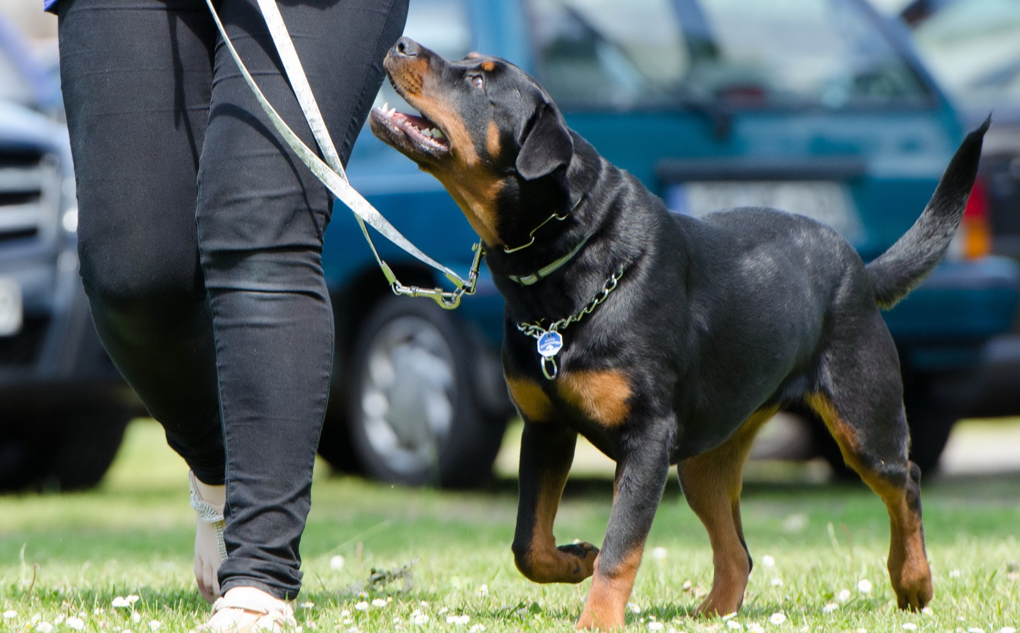 Razas de perros potencialmente peligrosas