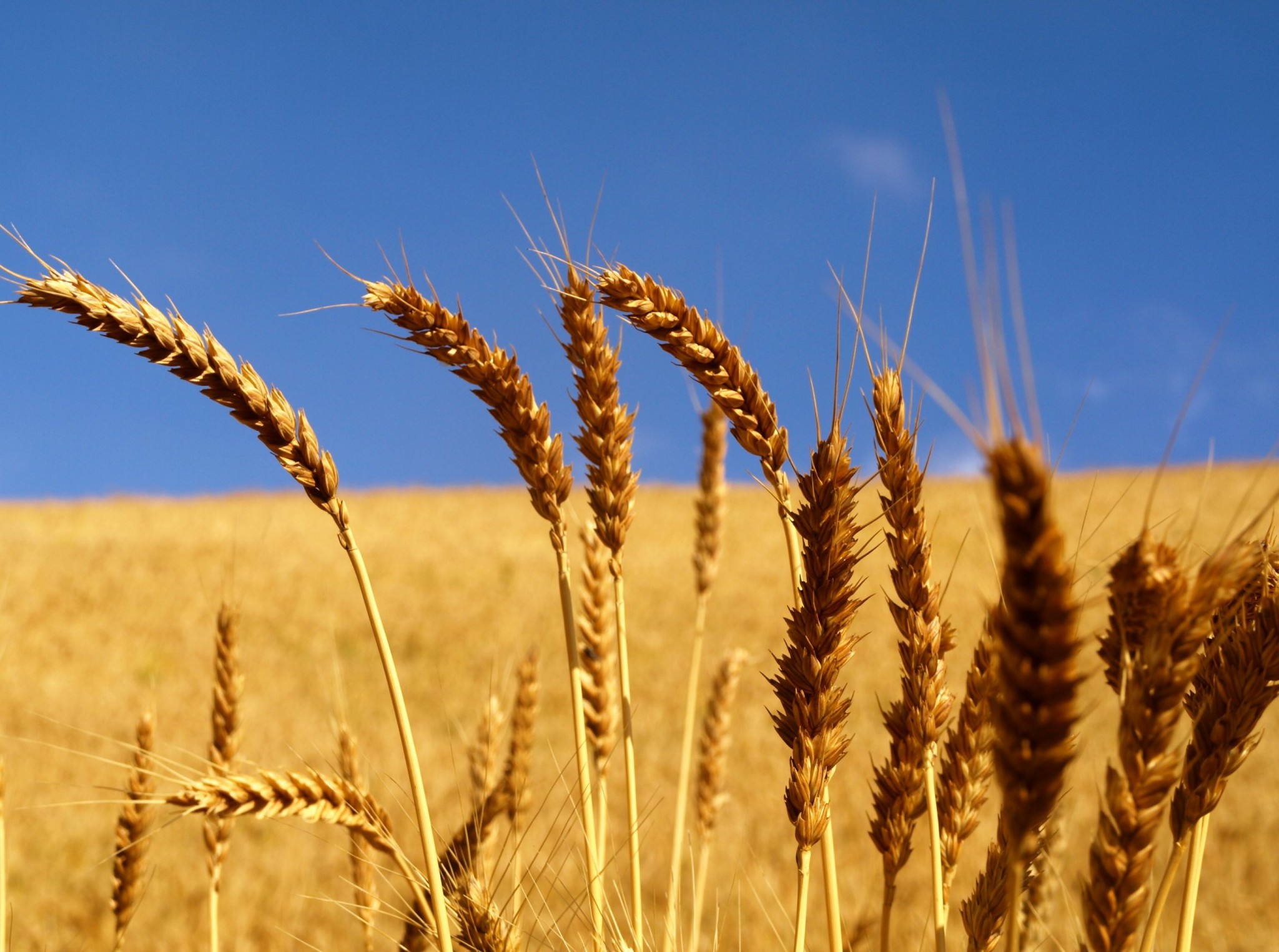 Alimentos refinados y exceso de azúcar