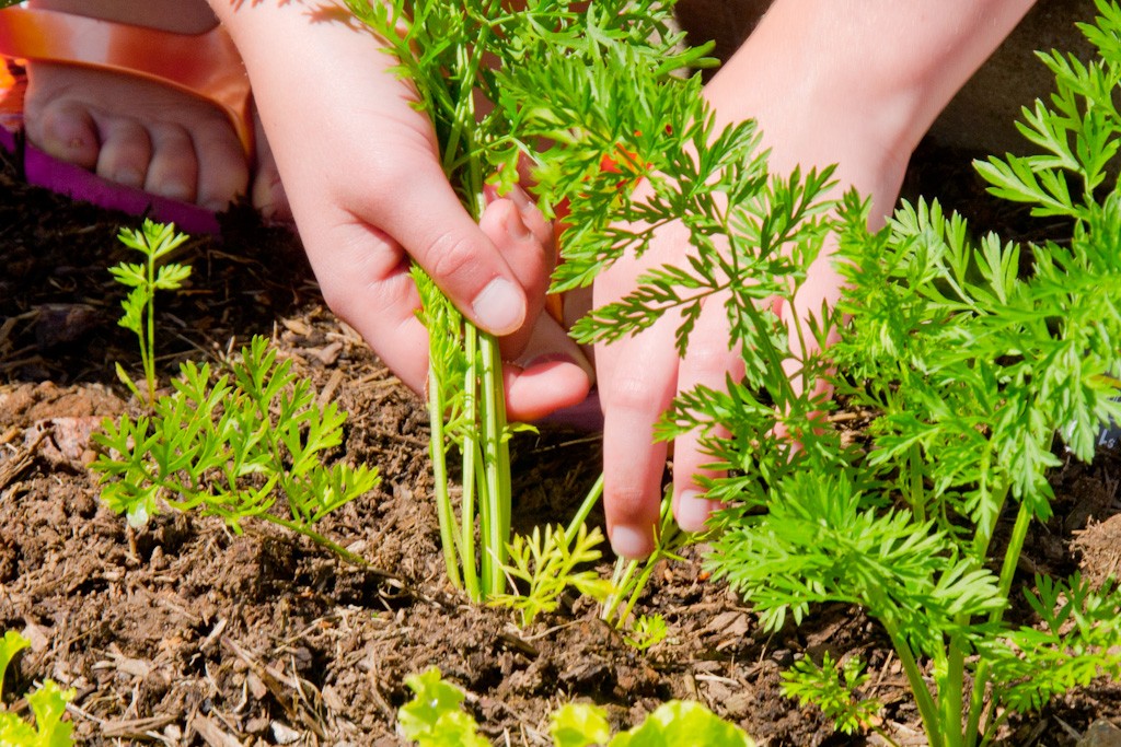 Educación emocional en la Naturaleza