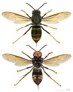 La avispa asiática (Vespa velutina). Las abejas y la polinización.