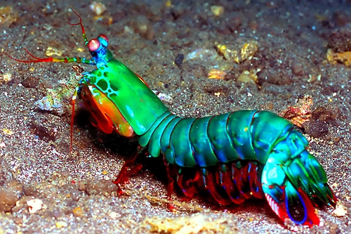 La gamba mantis (Gonodactylus smithii) es un crustáceo malacostráceo del orden Stomatopoda que habita en el gran arrecife de coral de Australia