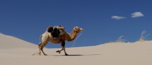 ¿Cómo son capaces los camellos de encontrar agua en el desierto?