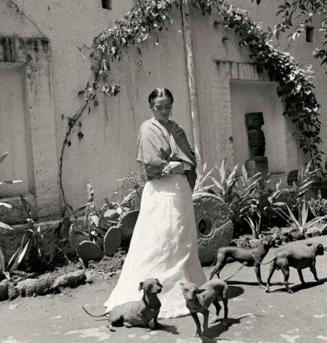 Frida y Diego eran afines al perro xoloitzcuintle. Actualmente, el museo Dolores Olmedo conserva algunos ejemplares descendientes de los canes originales de la pareja.