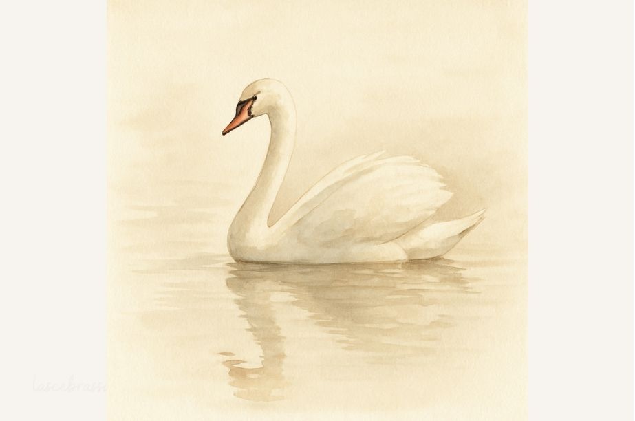 Cisne en el agua que representa la transformación del patito feo al descubrir su verdadera identidad