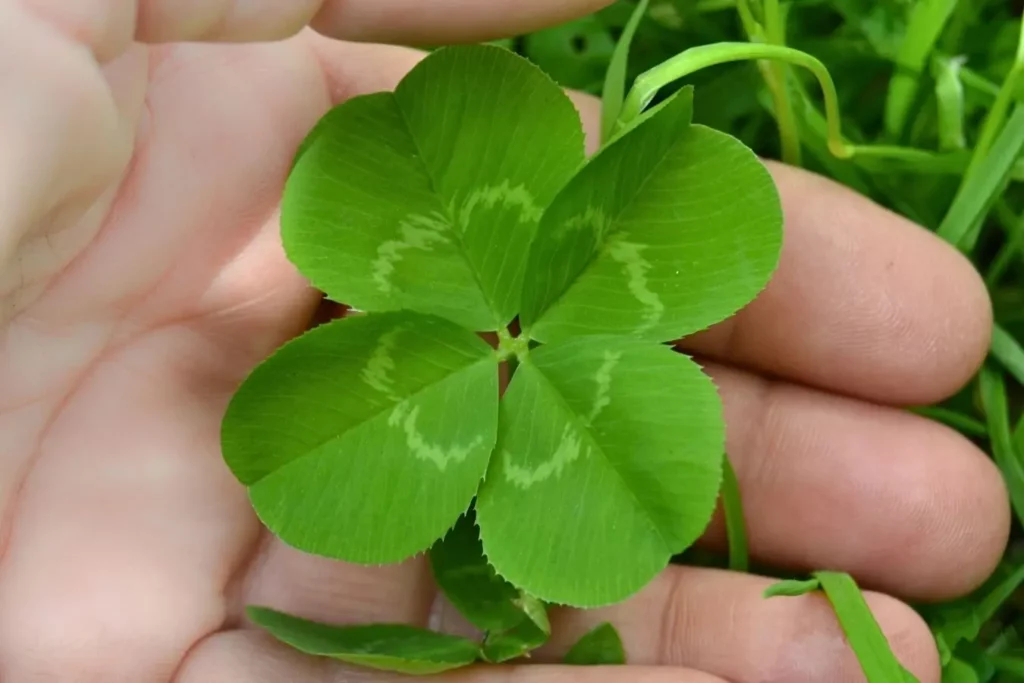 Trébol de cuatro hojas sostenido en una mano como símbolo de superstición y buena suerte