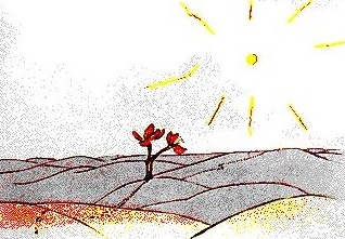 flor en el desierto el principito ilustración