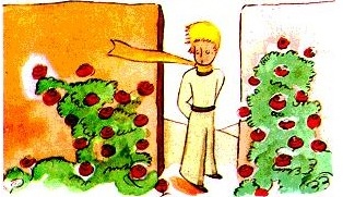 jardín de rosas el principito ilustración