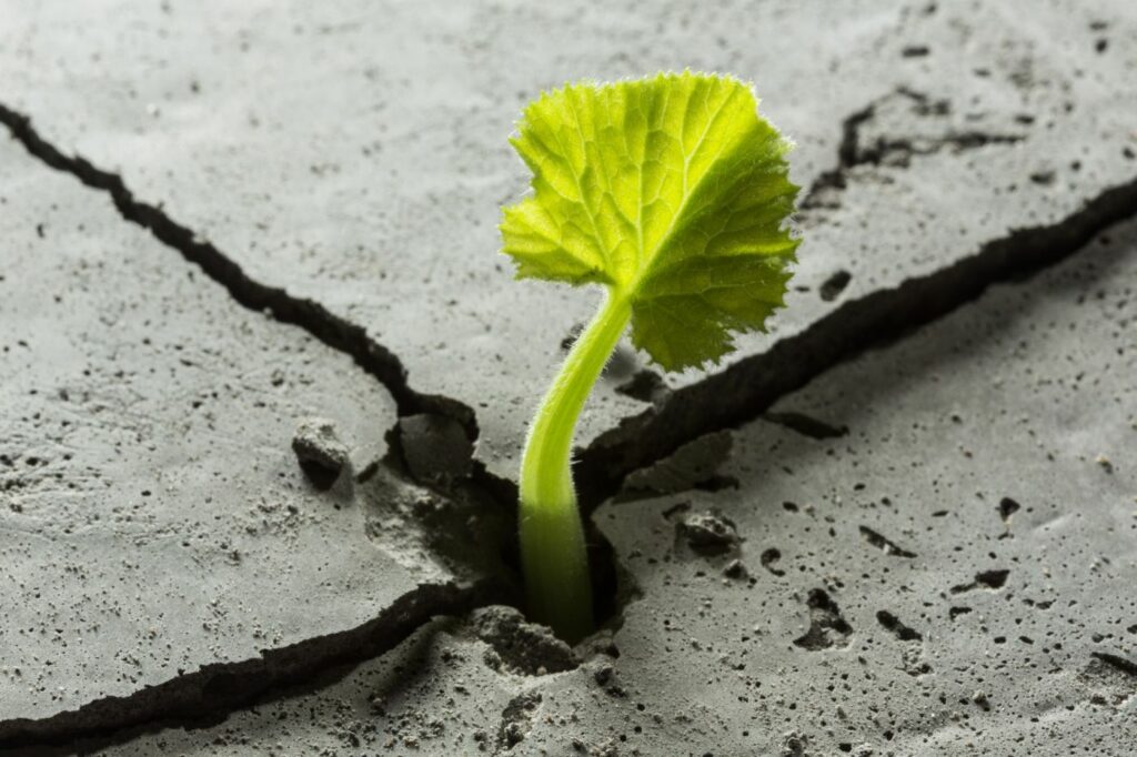 planta creciendo entre grietas del suelo como símbolo de resiliencia y superación