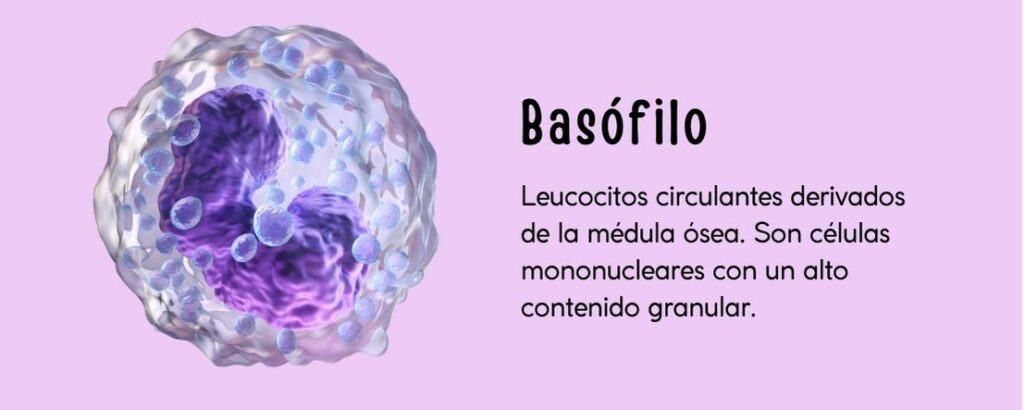 Leucocitos circulantes derivados de la médula ósea. Son células mononucleares con un alto contenido granular.