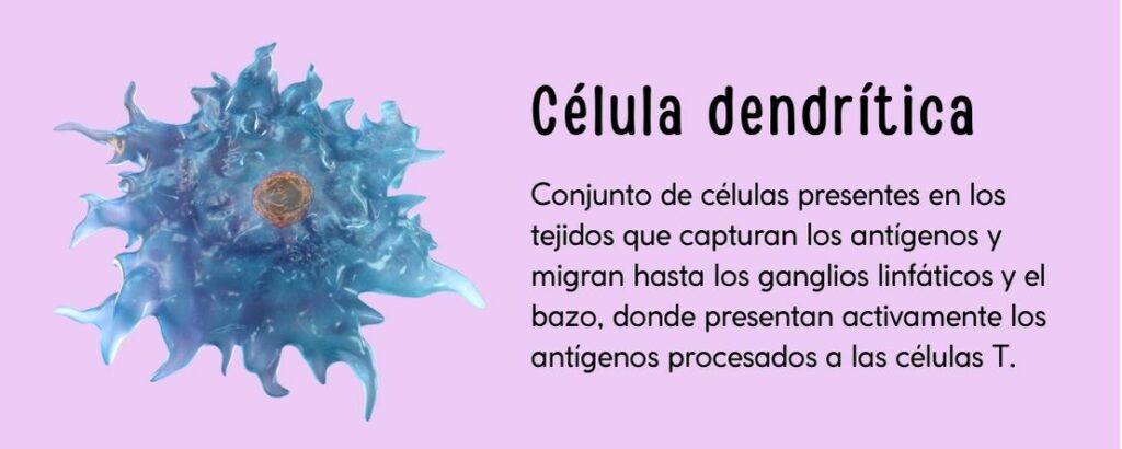 Conjunto de células presentes en los tejidos que capturan los antígenos y migran hasta los ganglios linfáticos y el bazo, donde presentan activamente los antígenos procesados a las células T.
