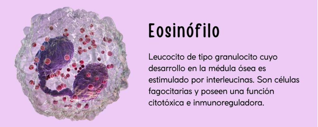 Leucocito de tipo granulocito cuyo desarrollo en la médula ósea es estimulado por interleucinas. Son células fagocitarias y poseen una función citotóxica e inmunoreguladora.