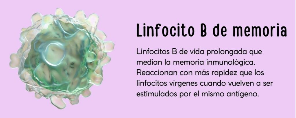 Linfocitos B de vida prolongada que median la memoria inmunológica. Reaccionan con más rapidez que los linfocitos vírgenes cuando vuelven a ser estimulados por el mismo antígeno.
