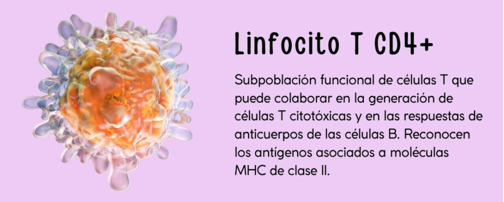Subpoblación funcional de células T que puede colaborar en la generación de células T citotóxicas y en las respuestas de anticuerpos de las células B. Reconocen los antígenos asociados a moléculas MHC de clase II.