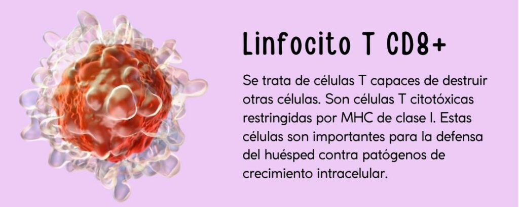 Se trata de células T capaces de destruir otras células. Son células T citotóxicas restringidas por MHC de clase I. Estas células son importantes para la defensa del huésped contra patógenos de crecimiento intracelular.