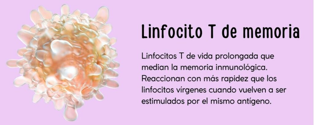 Linfocitos T de vida prolongada que median la memoria inmunológica. Reaccionan con más rapidez que los linfocitos vírgenes cuando vuelven a ser estimulados por el mismo antígeno.