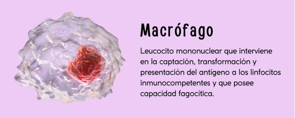 Leucocito mononuclear que interviene en la captación, transformación y presentación del antígeno a los linfocitos inmunocompetentes y que posee capacidad fagocítica.