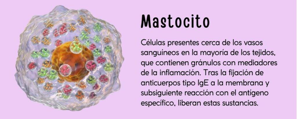 Células presentes cerca de los vasos sanguíneos en la mayoría de los tejidos, que contienen gránulos con mediadores de la inflamación. Tras la fijación de anticuerpos tipo IgE a la membrana y subsiguiente reacción con el antígeno específico, liberan estas sustancias.