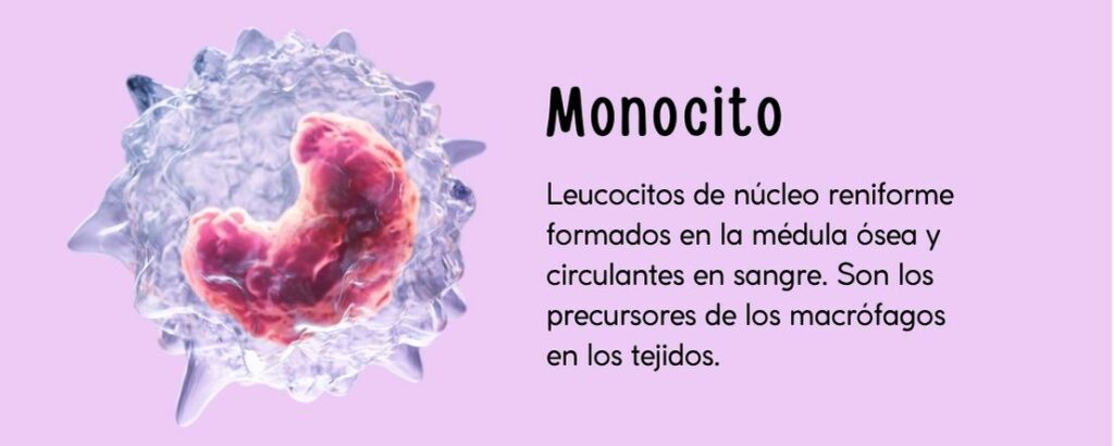 Leucocitos de núcleo reniforme formados en la médula ósea y circulantes en sangre. Son los precursores de los macrófagos en los tejidos.