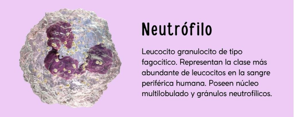 Leucocito granulocito de tipo fagocítico. Representan la clase más abundante de leucocitos en la sangre periférica humana. Poseen núcleo multilobulado y gránulos neutrofílicos.
