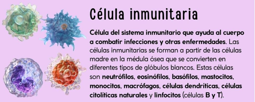 Células del sistema inmunitario que ayudan al cuerpo a combatir infecciones y otras enfermedades.