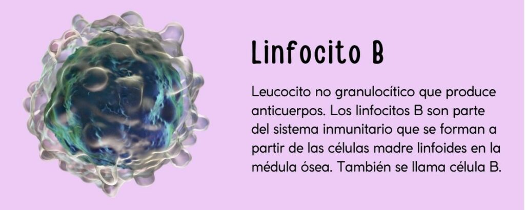 Leucocito no granulocítico que produce anticuerpos. Los linfocitos B son parte del sistema inmunitario que se forman a partir de las células madre linfoides en la médula ósea. También se llama célula B.