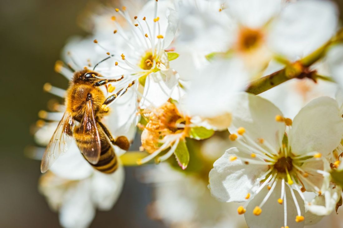 Abejas y polinización