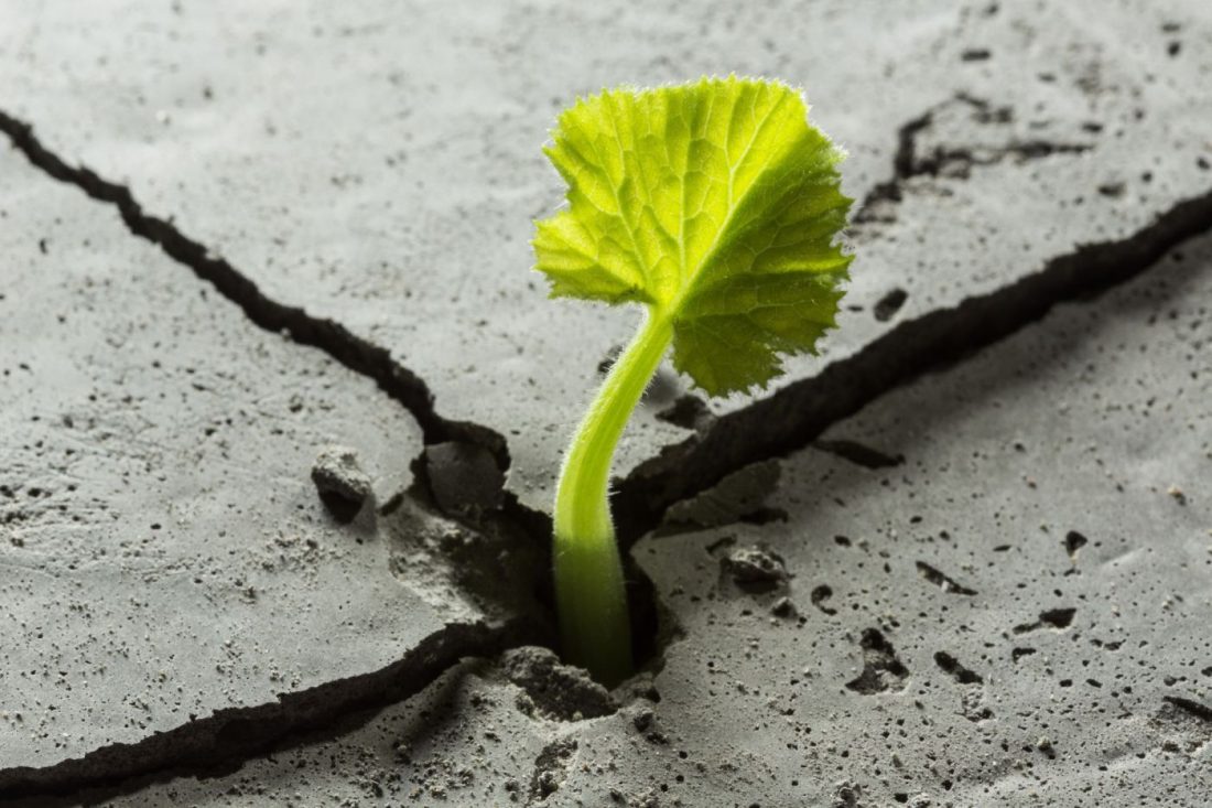 planta creciendo entre grietas del suelo como símbolo de resiliencia y superación